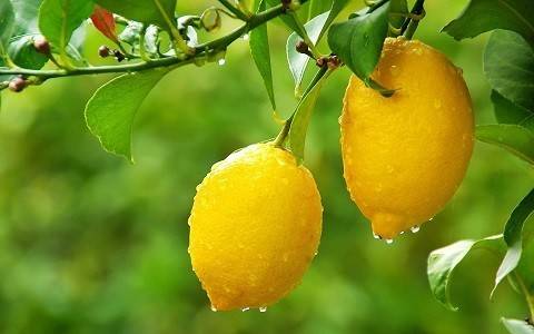 کاشت درخت لیمو