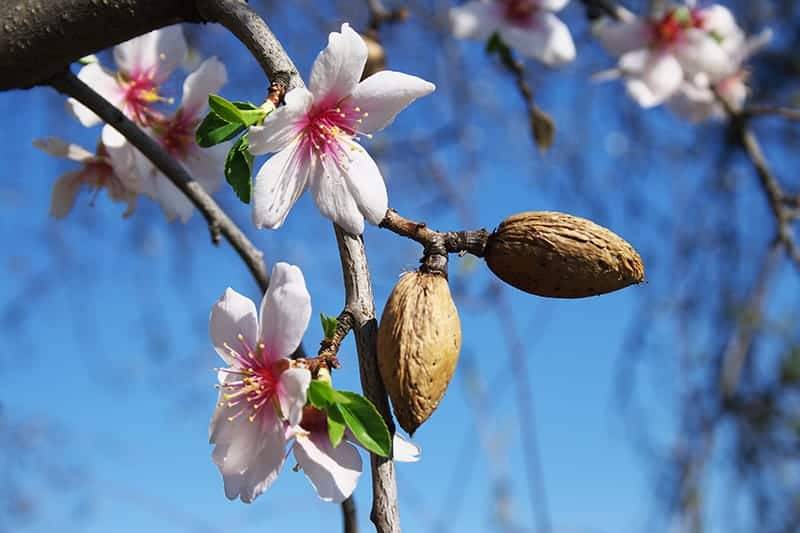 کاشت درخت بادام