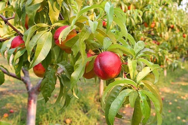 کاشت درخت شلیل با هسته
