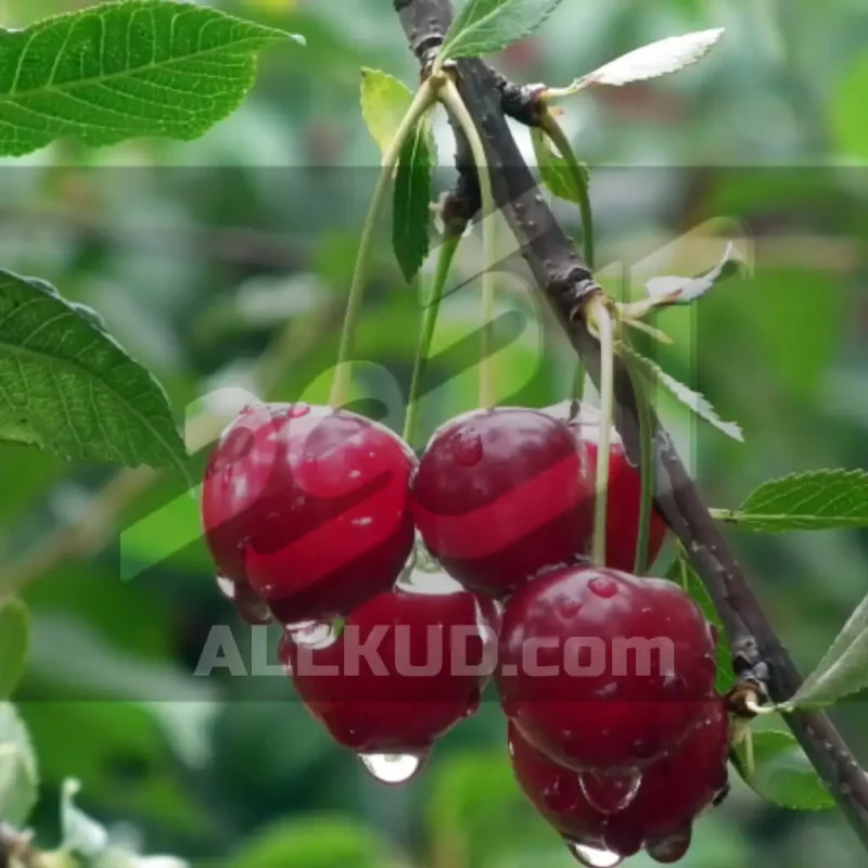 کاشت گیلاس