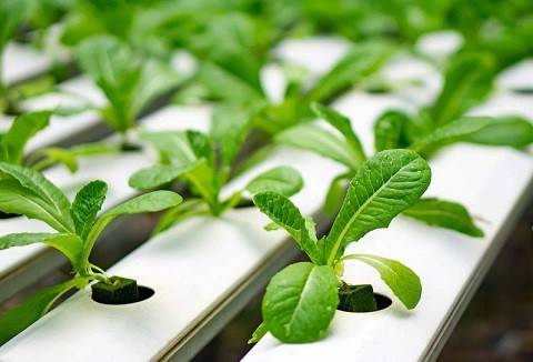 کاشت سبزی خوردن چگونه است؟