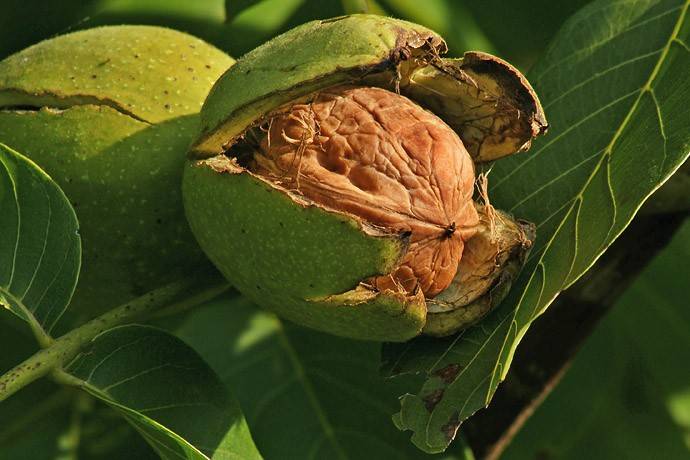 کاشت درخت گردو