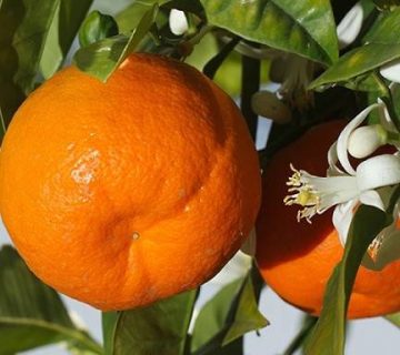 کاشت درخت نارنگی