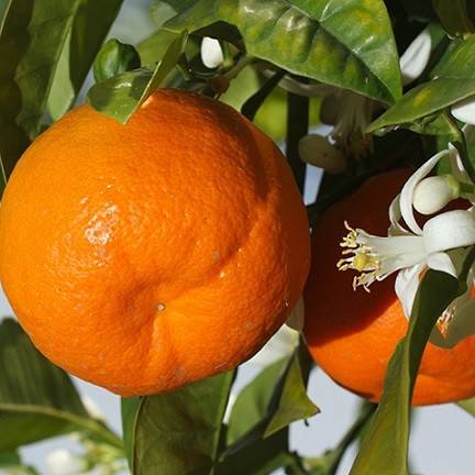 کاشت درخت نارنگی