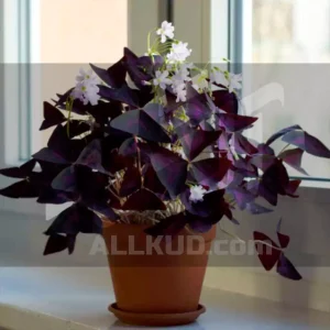 کود گیاه اگزالیس