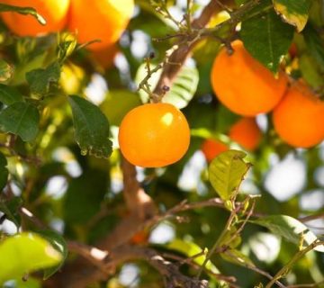 کاشت درخت پرتقال