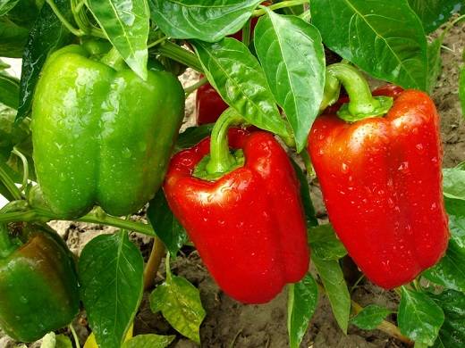 پرورش فلفل دلمه ای