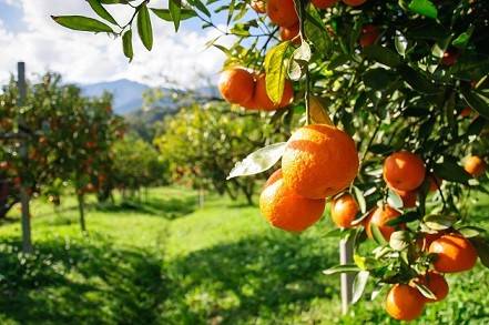 کاشت درخت نارنج