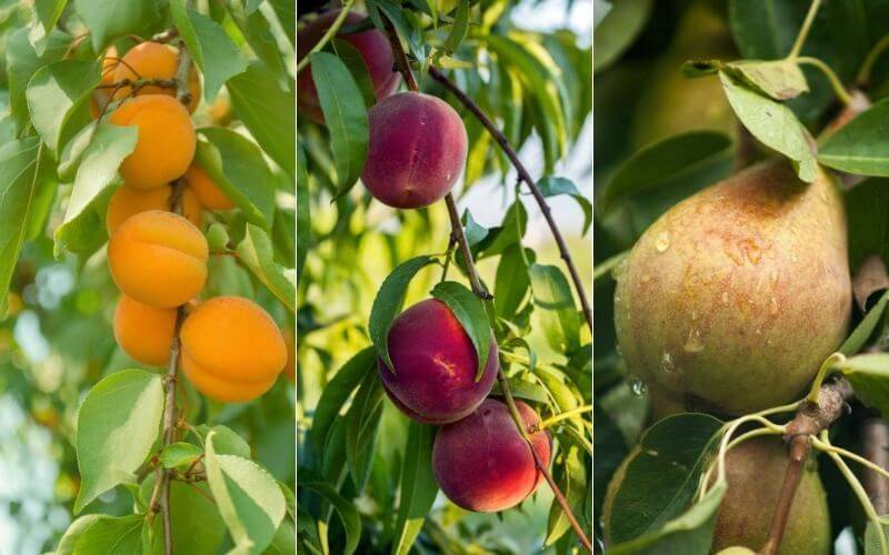 کامل ترین کود برای درختان میوه