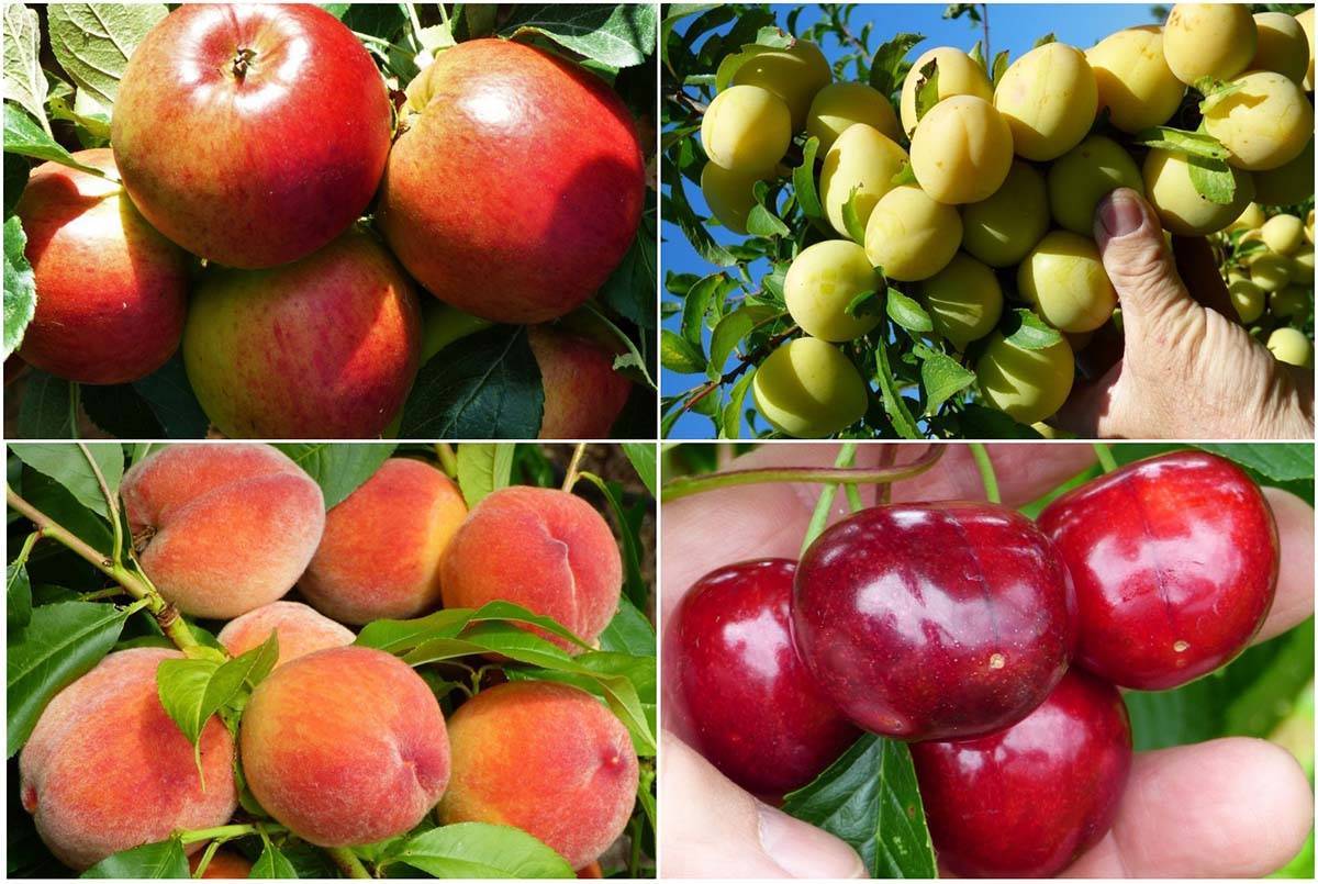 کامل ترین کود برای درختان میوه