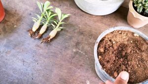 قلمه زدن و هرس کردن گیاه بونسای
