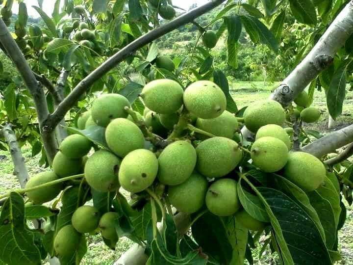 همه چیز در رابطه با درخت گردو و علل بار ندادن آن