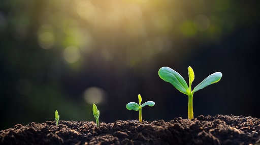 ترکیب هیومیک اسید با آهن