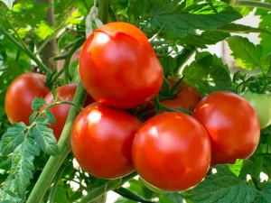 زمان مصرف هیومیک اسید در گوجه فرنگی