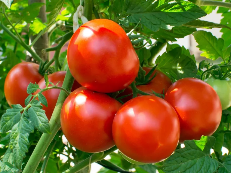زمان مصرف هیومیک اسید در گوجه فرنگی