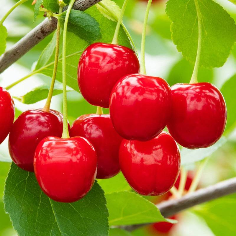 هرس درخت گیلاس