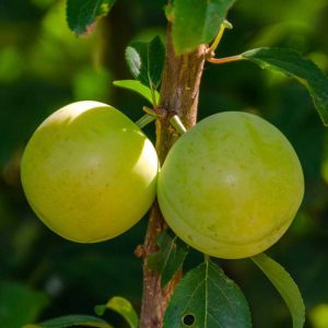 هرس درخت آلوچه