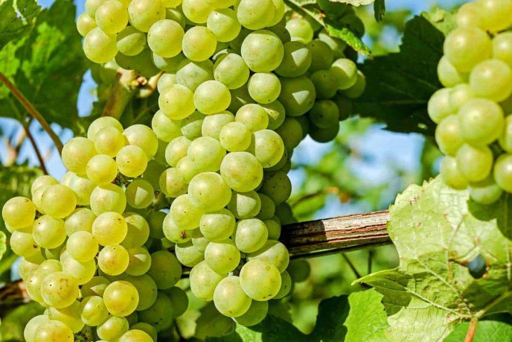 کود سه بیست برای انگور