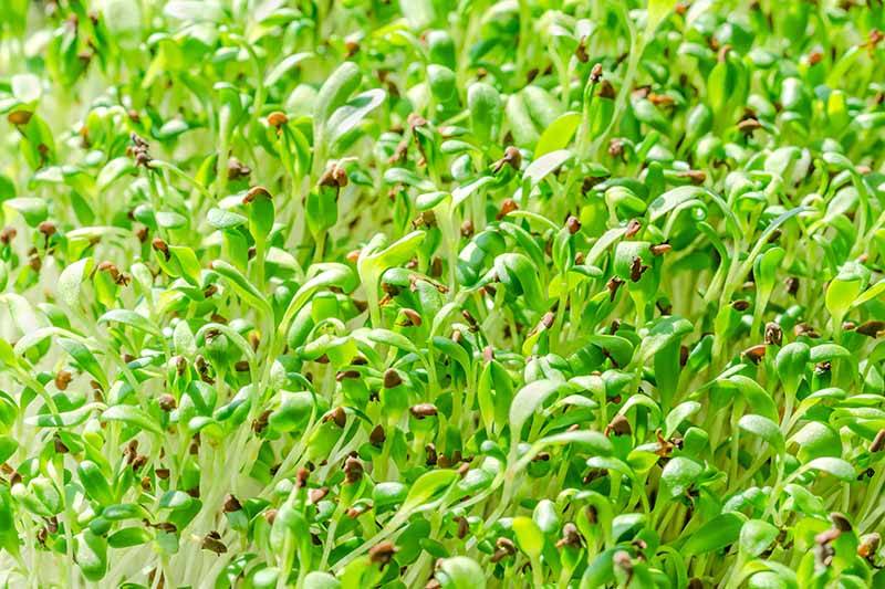 چه سمی برای یونجه خوب است