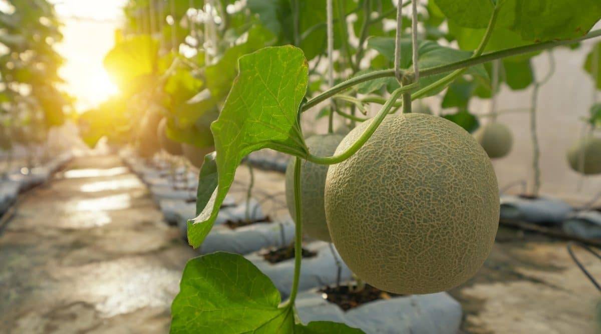 کاشت طالبی