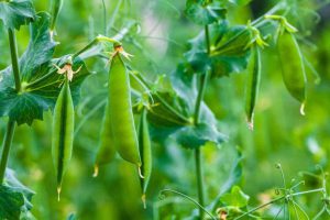 هیومیک اسید برای نخود فرنگی