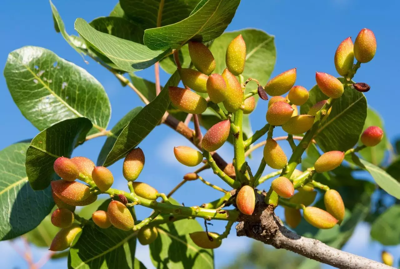 کود باردهی درخت پسته