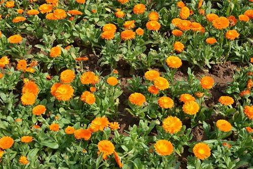 همه چیز درباره گیاه همیشه بهار و نحوه تکثیر و قلمه آن