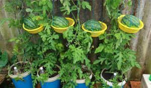 کاشت هندوانه در گلدان