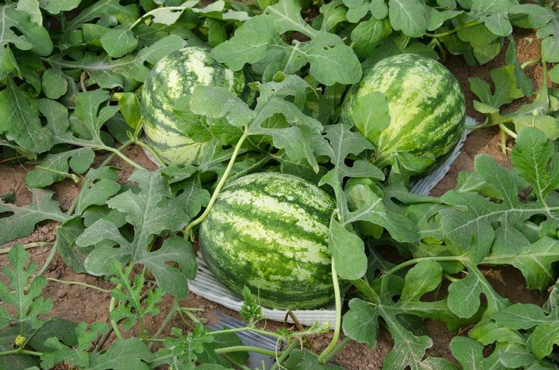هرس بوته هندوانه برای متمرکز کردن انرژی گیاه روی میوه‌های باکیفیت و درشت