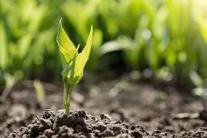 ترکیب هیومیک اسید با فسفر