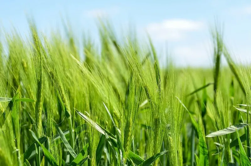 همه چیز دررابطه با جو و کشت آن