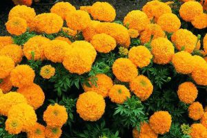 زمان کاشت گل همیشه بهار در باغچه