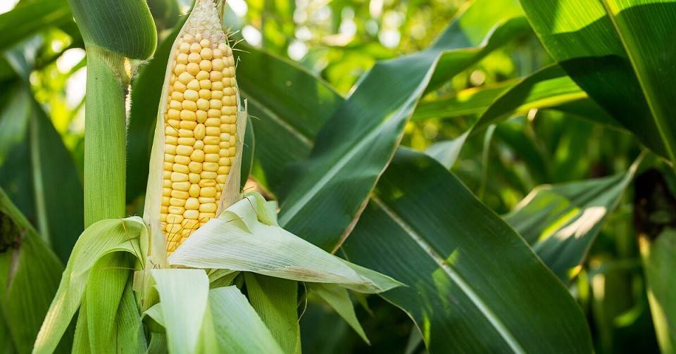 زمان مصرف هیومیک اسید برای ذرت
