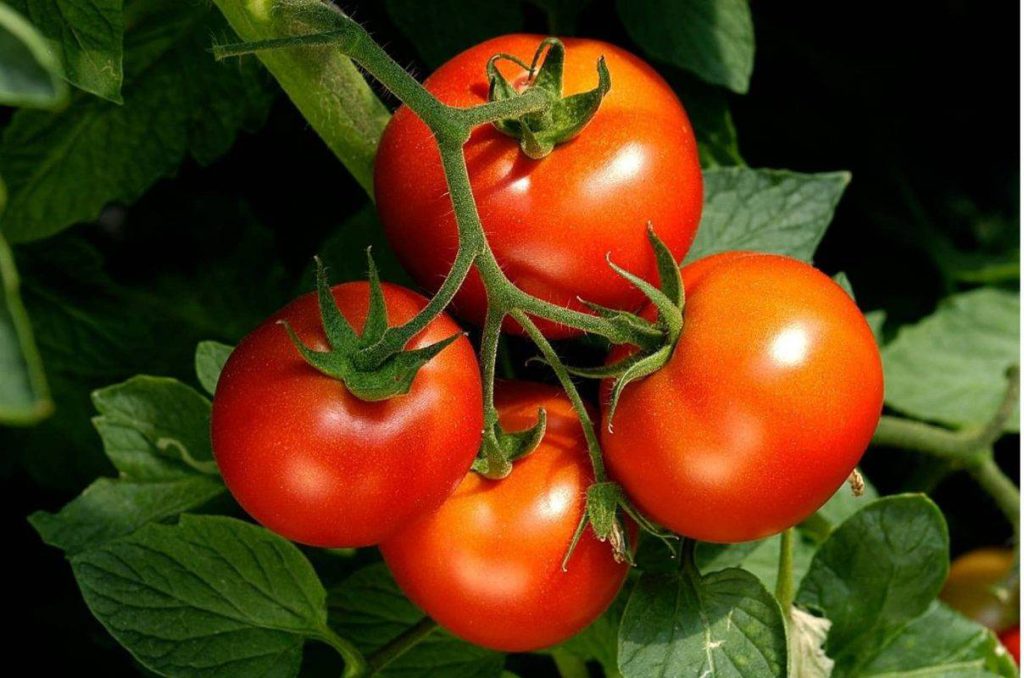 هرس بوته گوجه فرنگی