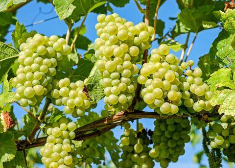گوگرد مایع برای انگور