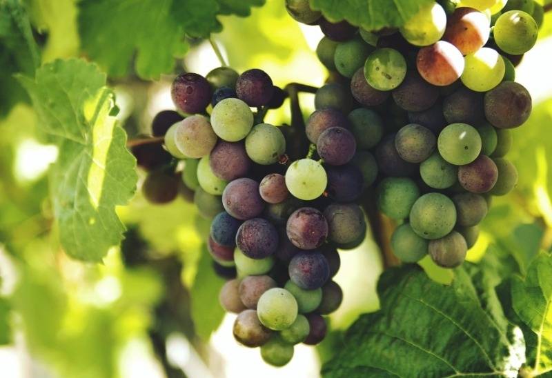 گوگرد مایع برای انگور