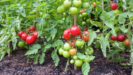 زمان مصرف هیومیک اسید در گوجه فرنگی 