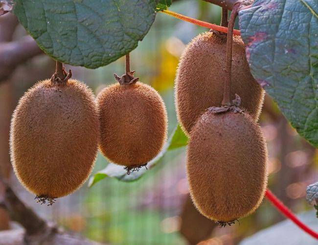 قلمه زدن درخت کیوی