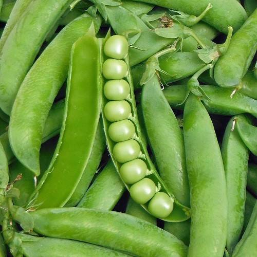 همه چیز در رابطه با گیاه نخودفرنگی و طریقه کاشت و پرورش آن