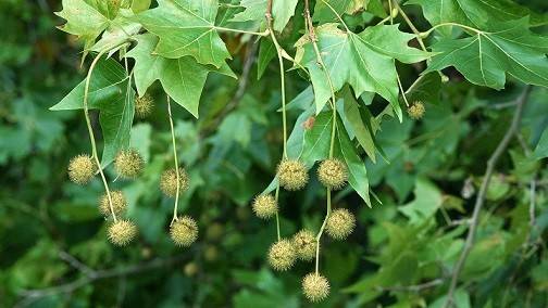 قلمه زنی چنار