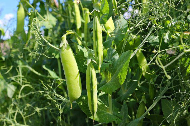 همه چیز در رابطه با گیاه نخودفرنگی و طریقه کاشت و پرورش آن