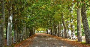 قلمه زنی چنار