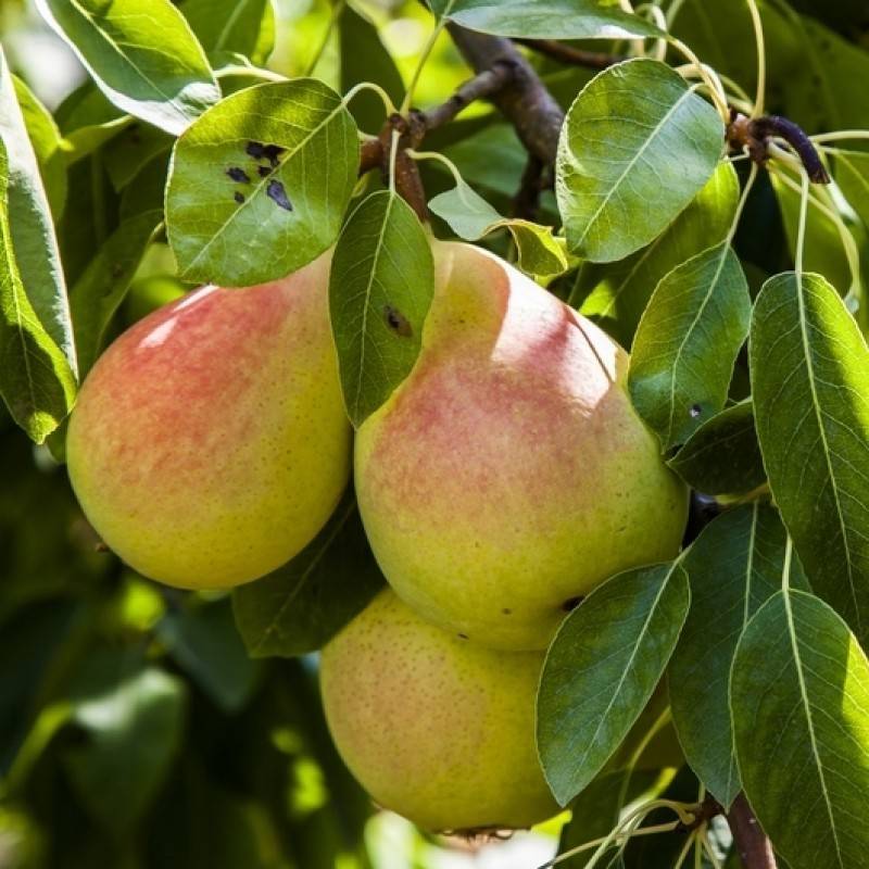 مراقبت از نهال گلابی