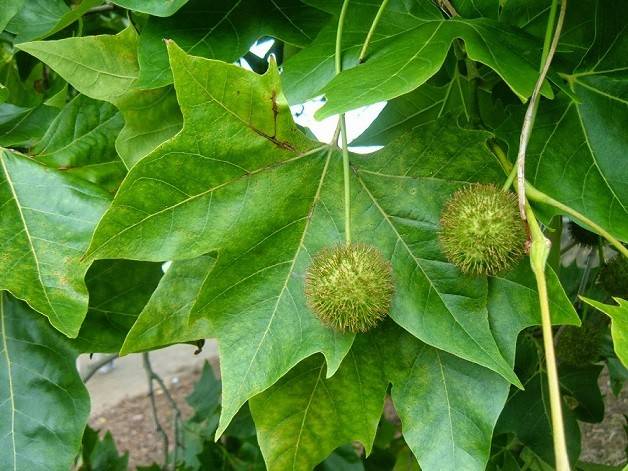 قلمه زنی چنار