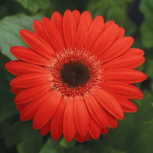 همه چیز دررابطه با گیاه ژربرا دیزی و راه های نگهداری از آن