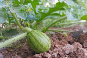 کاشت هندوانه در گلدان