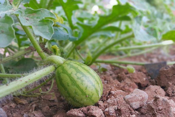 کاشت هندوانه در گلدان