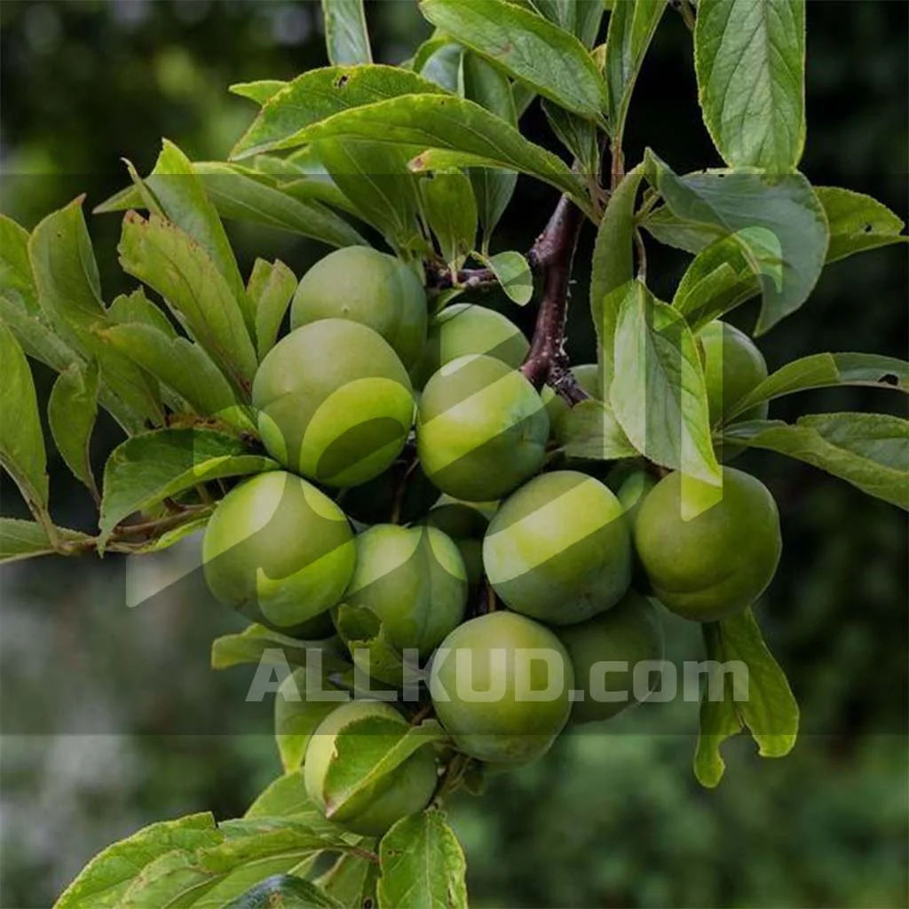 برداشت گوجه سبز
