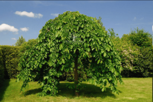 آماده سازی بستر برای قلمه زدن توت