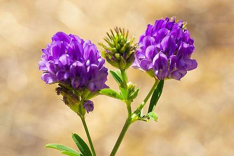قیمت کود آهن برای یونجه